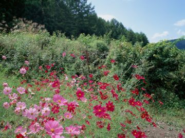 間瀬芳江行政書士事務所