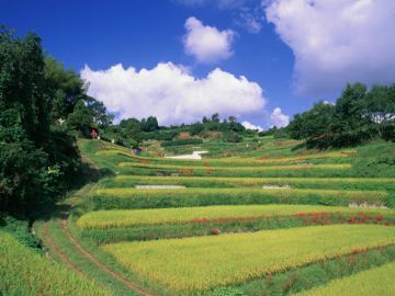 棚田 行政 書士